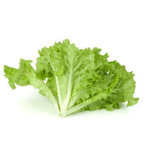 [90000635] LECHUGA CRIOLLA